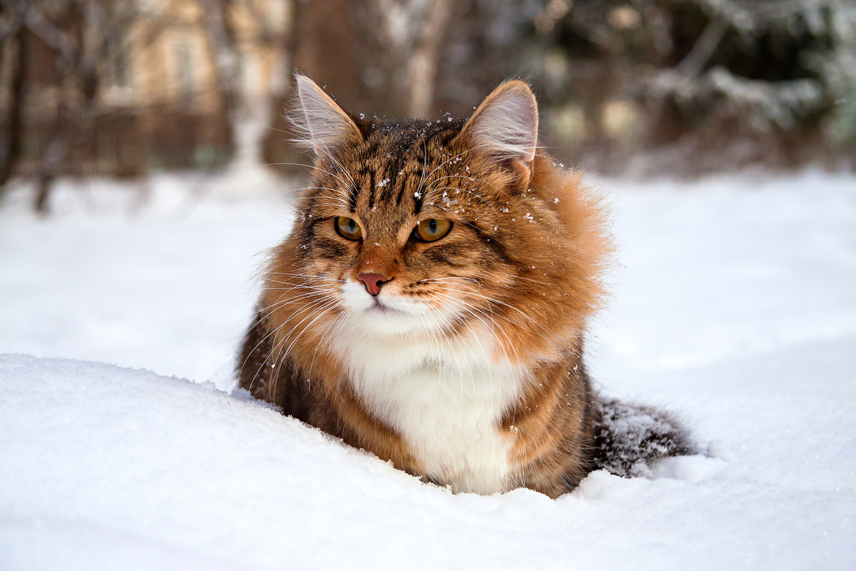 snowy cat